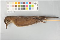 藏品(白腹鶇)的圖片